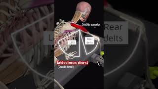 🤯😱difference #cococounty #shorts #short #viralshorts #shortviral #viralvideo #gym #exercise