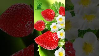 New way of growing Strawberry #shorts #viral #gardening #shortsfeed #trending #growtree