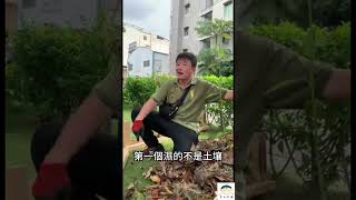 草皮對樹好嗎