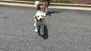 Tesla Vlog 6 Summer Travel Baseball Journey Surprise - Meet Dawson!