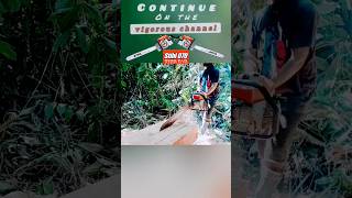 AWALAN TEKNIK GANTUNG‼️ cara menggergaji kayu pakai chainsaw stihl070 #shortss