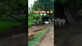 #gaokavlog #suhanarecordvlog #barishstatus #shortvideo #love #plz_subscribe_my_channel