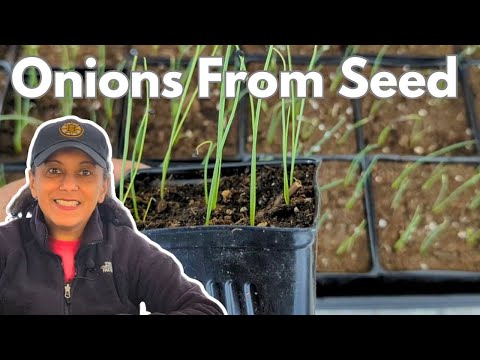 Onion Seedling Care - Potting Up Pruning Trimming Fertilizing || Budget Gardening