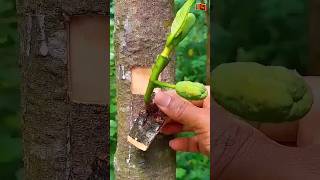 Jackfruit grafting ✔ technique #satisfying #plantgrafting #graft #timelapse  #nature #shorts