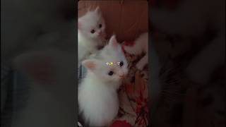 Cute kittens edit#youtubeshorts#edit#cute#kitten#persian#cat#oddeye#beautiful#pets#aseel#petupdate
