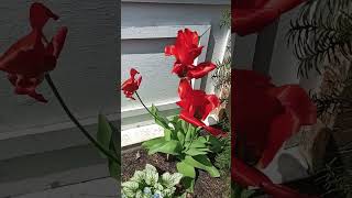 plants starting blooming 🌱 in Canada 🍁🌞🍁