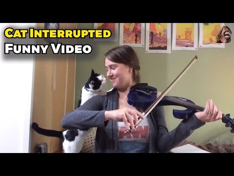 Dog & Cat Interrupted For Human Funny Video#funny #comedy #faills