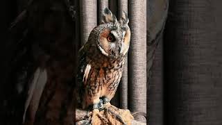 Cute Owl #shorts #cuteowls #birds