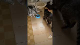 #ねこのいる暮らし #ねこ #ねこのいる生活 #ネコと飼い主 #保護猫 #保護猫を家族に #猫の日常    　　　❣️思い出❣️虎蔵　健蔵🍀