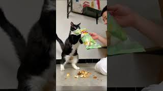Crime rate’s 100% #quicklaughs #snackablehumor #viralvideo #funny #comedyshorts #video