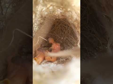 पक्षी का नन्ना मुन्ना सुंदर सा बच्चा 🥰 #short #viral #trinding Panchi ka nanha Munna cute sa baby ❤️