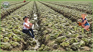 How Billions of Frogs Are Raised & Processed – Amazing Frog Farming For Meat