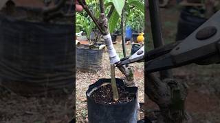 Cara Termudah Grafting Mangga | 99 % Berhasil! #grafting #graftingmangga #mangografting