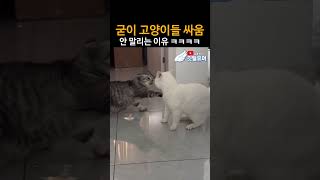 너네 사실은 서로 좋아하지...? ㅋㅋㅋㅋㅋ