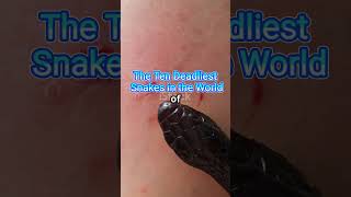 The Ten Deadliest Snakes in the World #shortsviral