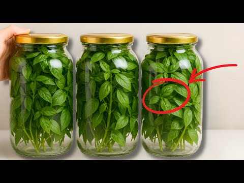 how to store basil for 1 Year Without Spoilage
