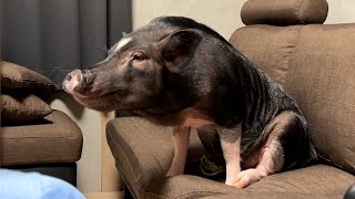 マイクロブタを飼ってみたい人に伝えたいこと