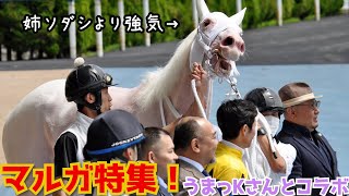 【ソダシの妹マルガ特集】うまっKさんコラボ！調教から新馬戦まで🐴✨