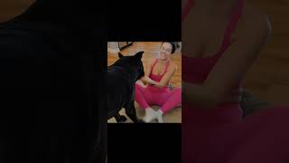 Dancing Puppy Deli 🐶😂 Cute Dog Shows Off Dance MovesDog Thinks He's A Baby 🐕🐕 #dog #golden #funny