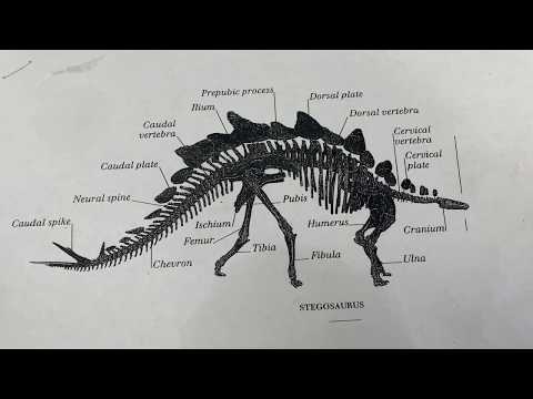 Pastasaurus!