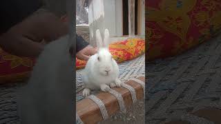 Pet Lovers #animal #pet #pets #petlovers #petlover #realfools #animal #animallover