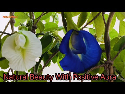 Feelings Of Positive Aura with Natural Beauty In 2025@NatureNWe_7  #SoilToSoul