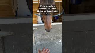 DIY Horse Cookies #ridingwarehouse #horse #horsecare