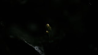 【KATARI MV】自然と人・惜しみなく愛は奪う / 有島武郎【神尾晋一郎 / 間宮丈裕】
