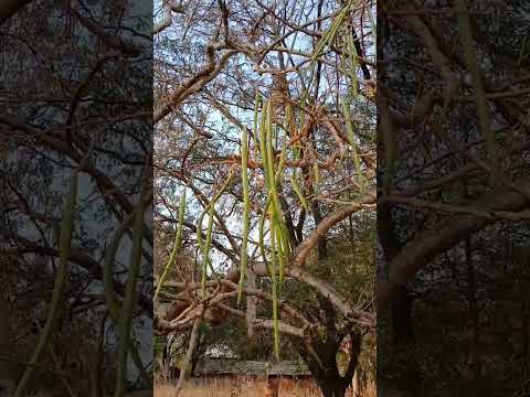 #moringa #nature #vegetables #youtubeshorts #villagelife #ytshorts #like #love ##beautiful #medicine