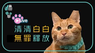 貓草直播｜20250708 清清白白 無罪釋放 #柯文哲 #小草 #北院