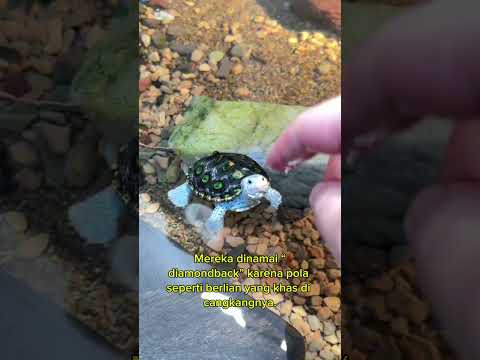 kura kura lucu #diamondbackterrapin