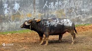 凯里斗牛城，一场超级精彩的斗牛比赛，场上场下惊叫声不断