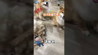 長毛柴犬「狗毛堆成山」 主人幫梳大傻眼:我養到綿羊？#shorts
