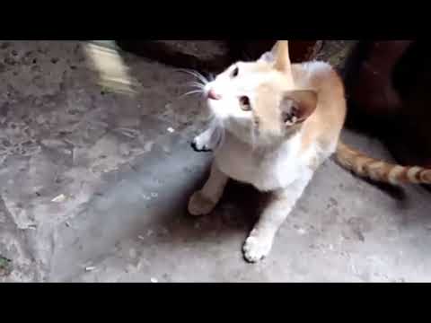 Amazing Funny cat jumping