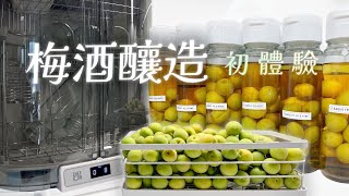 時光釀造 2024 年梅酒 ｜詳細製程大公開