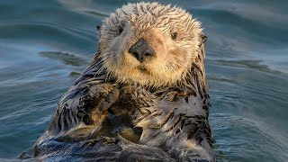 Otter