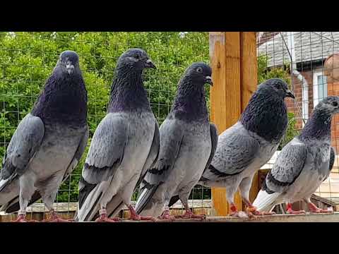 Jack Bowden tipplers pigeon UK