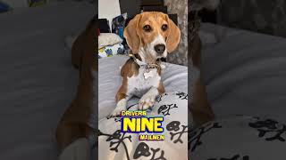 and yet she still remains ungrateful 😒 🐶 #beagle #dog #puppy #pets #cutedog #dogshorts #funnydogs