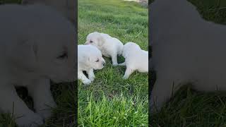 #pinelakeretrievers #englishlabrador #pets #labpuppies