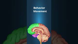 What is frontotemporal dementia? #dementia #ftd #frontotemporal #NIHAging