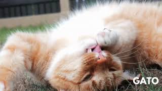 Inglês com Diversão - GATO