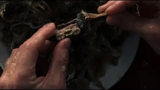【感官游戏】鱼骨头做成的神奇手枪，牙齿当子弹，威力比真枪还大，科幻片