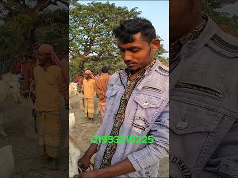 তুলসীপুর ঘোড়ার হাট থেকে বিভিন্ন সাইজের ঘোড়ার দাম জানুন ? || tulsipur goraghat ||