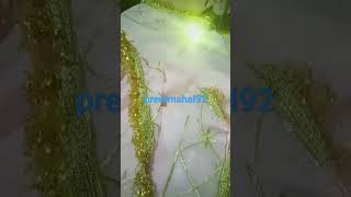 designer suit #new #viral #youtubeshot #shots #youtubevedio #best #viralshot #bestshot #shot