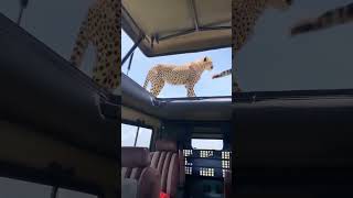 Get up close to these cheetahs 🐾 Masai mara #wildlife #adventure #safarilife #masaimaranationalpark