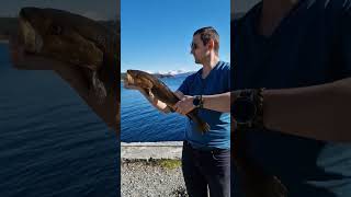 Fishing cod in Norway #shorts