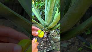 This is how I take care of my aloe vera plant every day #shorts #aloevera