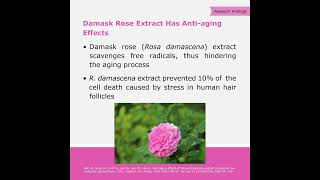 Damask rose helps fight aging by reducing free radicals. #AntiAging #DamaskRose