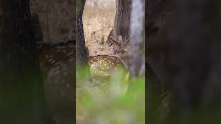 Velvet Chital Deer Stags Bedded In The Shade
