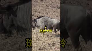 五種 速度最快的陸地動物 🤯 #科普 #知識 #動物 #tiktokanimals